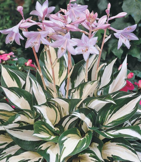 Hosta 'Fire and Ice'